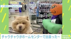 動く“カボチャ”にビビりまくる愛犬が可愛い「癒やされる」「モフモフ最高」動画に反響