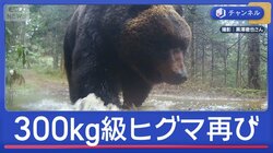 また300kg級　“メタボグマ”GWに現る
