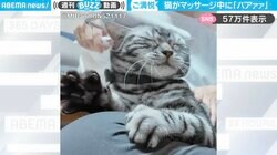 「花咲く肉球」マッサージされる猫 手のひらが“パアァァ”と開く様子に「気持ちよさそー」「喋らなくても伝わる！」と反響