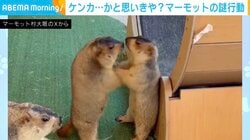 ケンカかと思いきや…マーモットの“謎行動”に「急にやる気がなくなっちゃったw 」「ダチョウ倶楽部と逆！」など反響