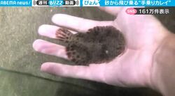 飼い主が手を差し出すと…想像を超えた魚のヤバすぎる動きがネット上で話題に「ピョンって乗ってる！」