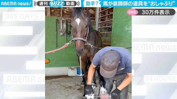 サラブレッドの「ボンくん」と装蹄師さん