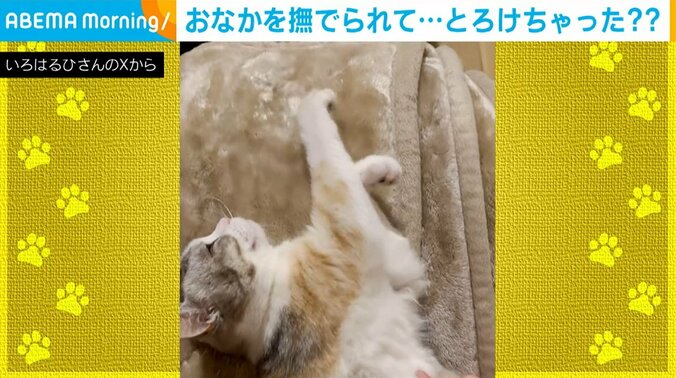 マンチカンのいろはちゃん（1歳）