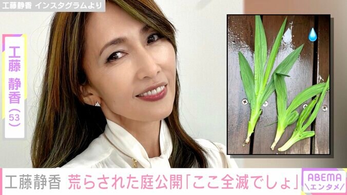 工藤静香、庭が荒らされたことを報告「食い散らかされている」「なんかショック」 1枚目