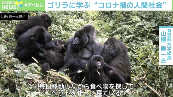 ゴリラに学ぶ“自粛がつらい理由” 霊長類研究者・山極寿一京大前総長が提言するコロナ禍の過ごし方「スマホを捨てればいい」 1枚目