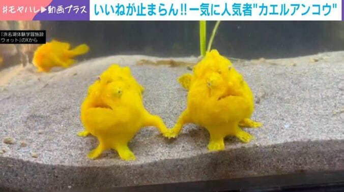 カエルアンコウ