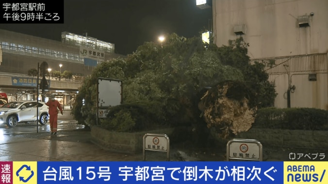 宇都宮駅前で倒木