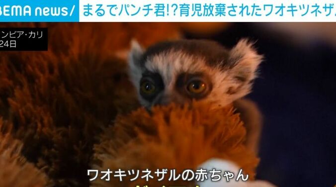 ワオキツネザルの赤ちゃん「ダイアナ」