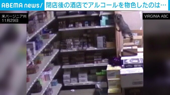 棚によじ登るアライグマ