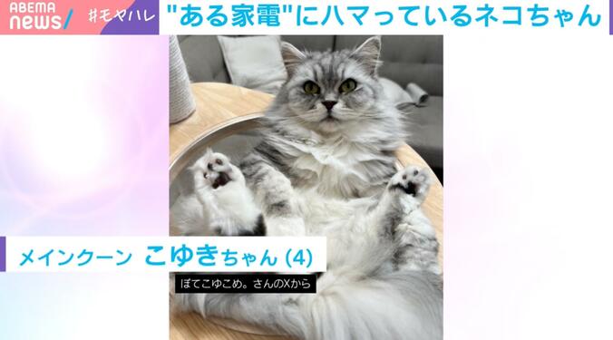 メインクーン・こゆきちゃん（4）