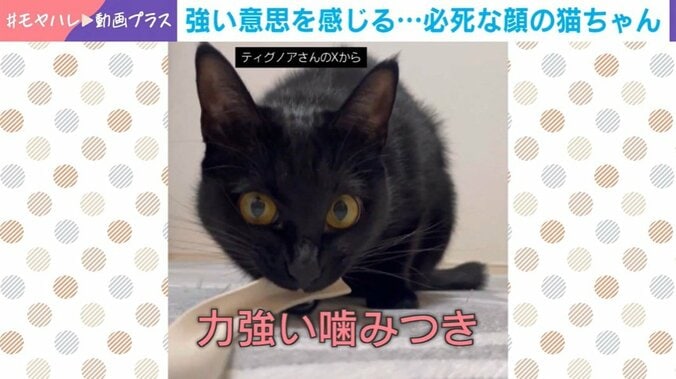 猫のノアールちゃん