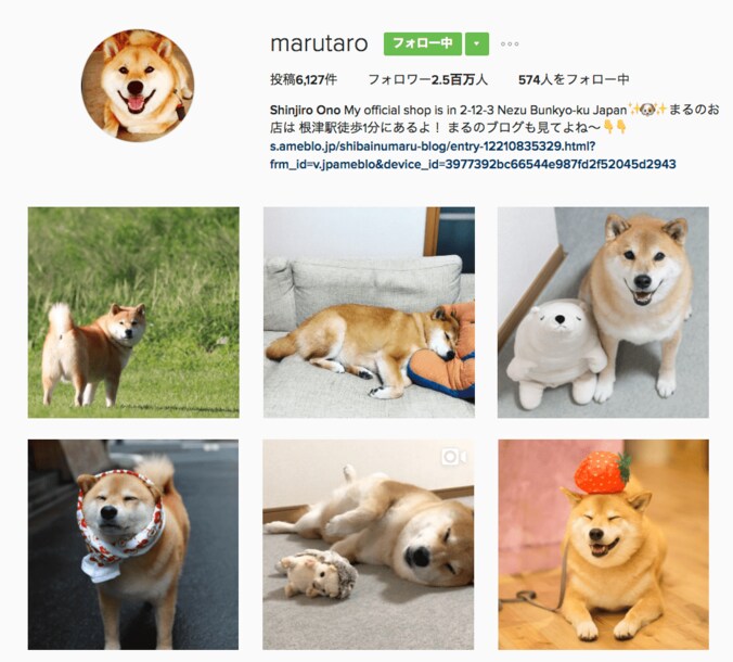 インスタフォロワー250万以上！　世界一有名な柴犬まる・生誕祭をInstagramと連動して生放送 2枚目
