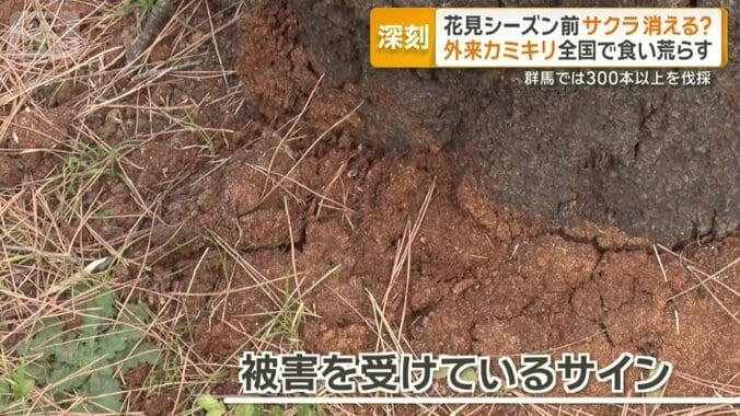 被害を受けているサインはカミキリムシの排泄物