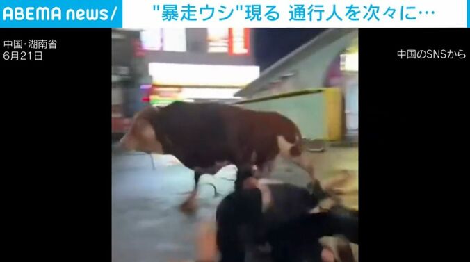 暴走するウシ