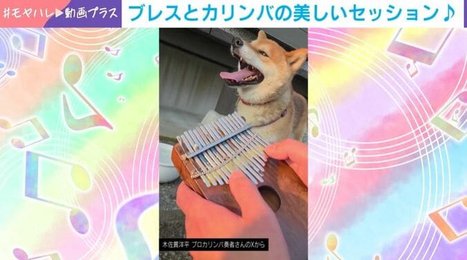 柴犬＆カリンバのセッション