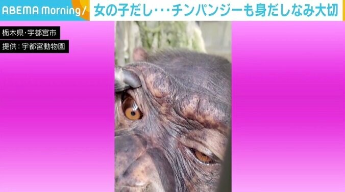 チンパンジーもスマホのインカメで“身だしなみチェック” 飼育員「自分というものをわかっている」 1枚目