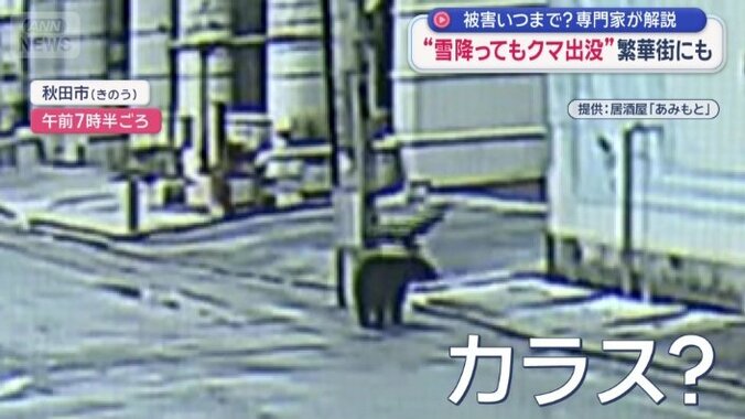 カラスか？クマに飛び掛かる様子も