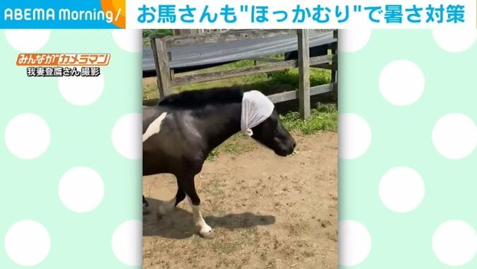 熱中症対策をする馬 キュートな“ほっかむり姿”に飼い主もほっこり 1枚目