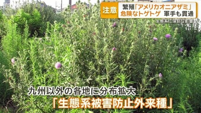 生態系被害防止外来種