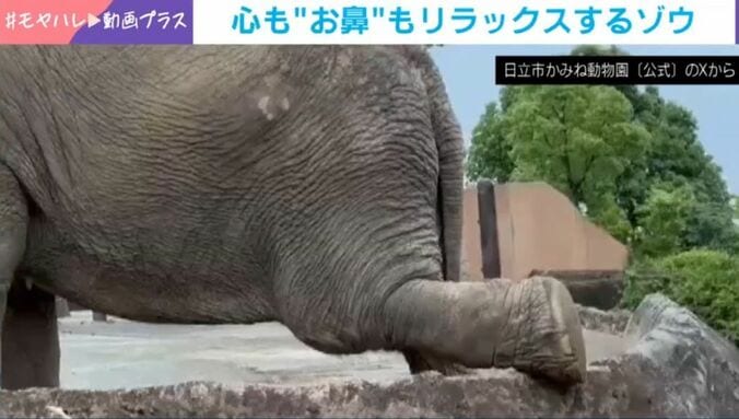 アジアゾウのスズコちゃん