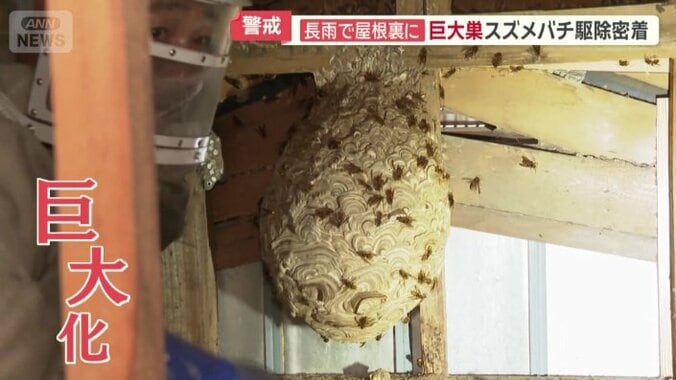巨大化したキイロスズメバチの巣