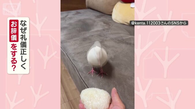 なぜ礼儀正しくお辞儀するの？