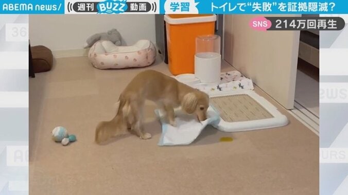 トイレ失敗の証拠を“こそっ”と隠滅 犬が咄嗟に見せた健気な行動に「余裕で許しちゃう」「ウチの子たちもよく外す」共感続々 1枚目