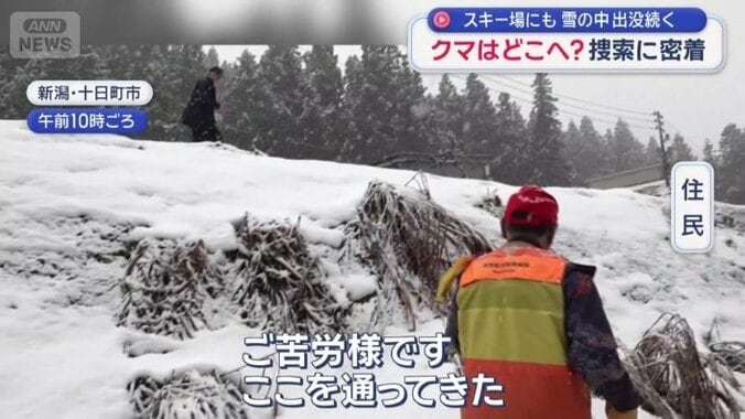 近隣住人が道路を渡るクマの痕跡を確認