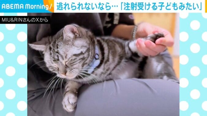 アメリカンショートヘアのりんくん