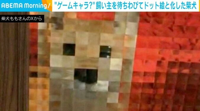 柴犬のももちゃん