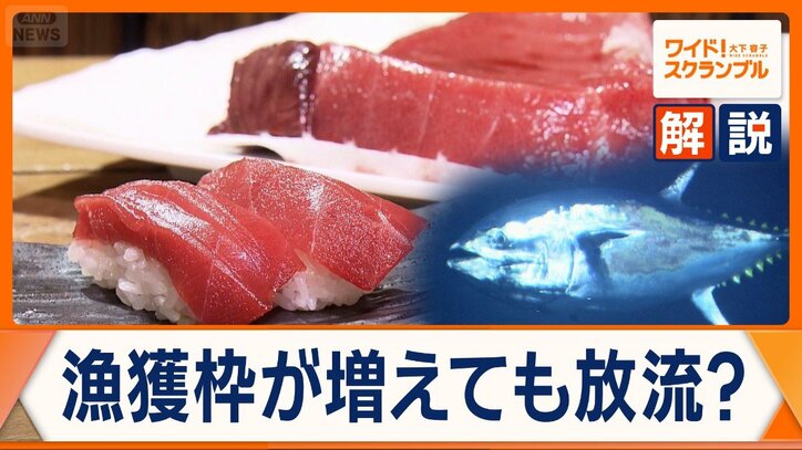クロマグロ漁獲枠拡大へ 一方、太平洋東西で配分問題 放流?日本の漁業制度に課題も