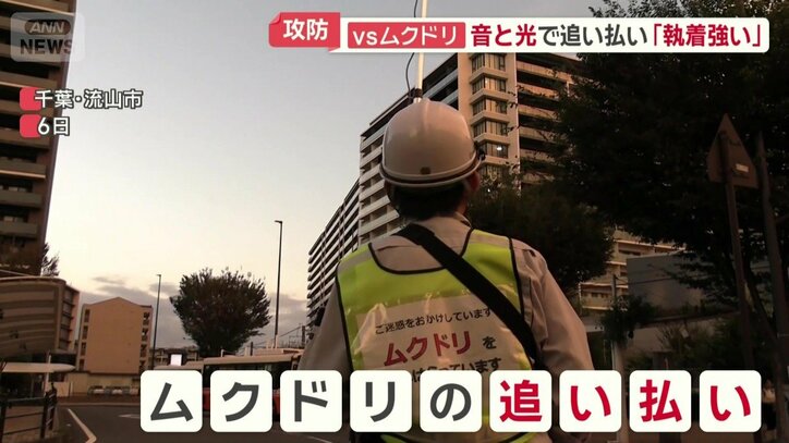 今年2回目のムクドリ追い払い