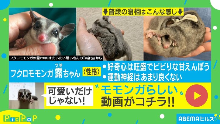 何この可愛い生き物 フクロモモンガの幸せそうな 寝姿 に悶絶する人続々 国内 Abema Times