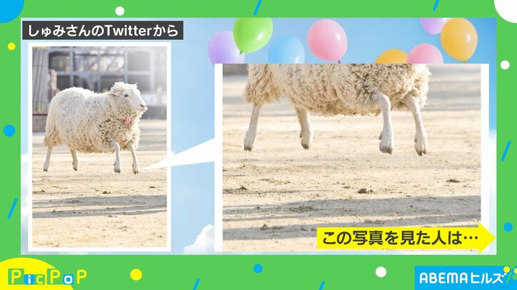 羊が絶好調の時にだけ見られる? 奇跡の一枚に「めっちゃ楽しそう」「縁起が良さそう!!」の声