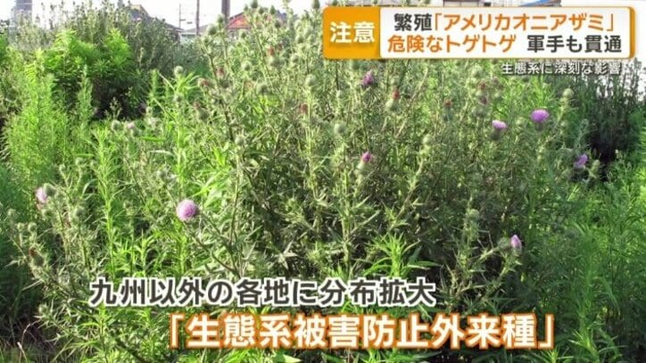 生態系被害防止外来種