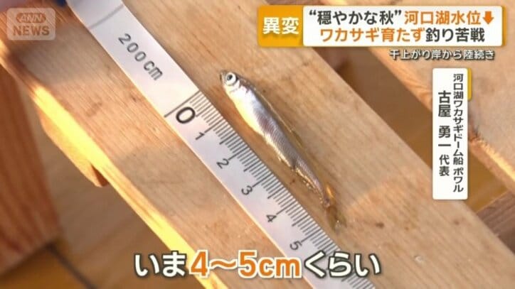今年のワカサギは小ぶり