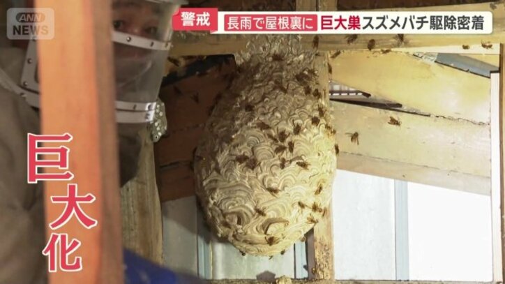 巨大化したキイロスズメバチの巣