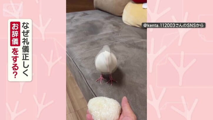 なぜ礼儀正しくお辞儀するの？