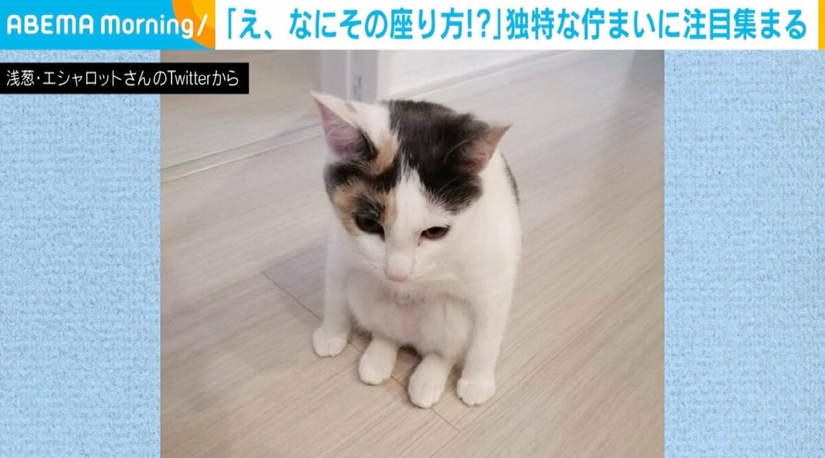 え、なにその座り方!?」 三毛猫の佇まいに注目集まる 「ニャンキー座り