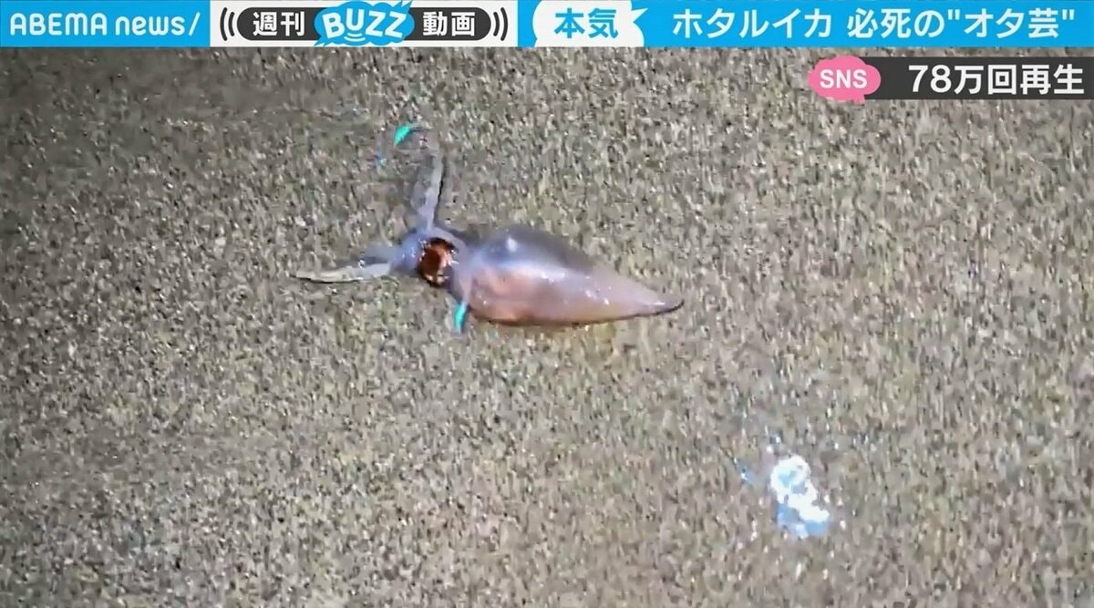 ナゼ 砂浜でホタルイカに遭遇 光る足を振り回す貴重映像に オタ芸 感がすごい 国内 Abema Times