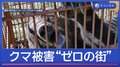 柿の木に半日“居座り”クマ　原田式ゾーニングで「人身被害ゼロの街」も
