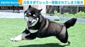 綱引き中に“レッカー移動”される柴犬!? 力が入りすぎてタオルを噛んだまま引っ張られる姿に 「柴モップだぁ」などの反響