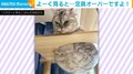 く、苦しい！狭い隙間に入った妹猫 変わってしまった顔つきに「圧縮率高いな」「可愛いお顔がすごいことに…ｗ」と反響