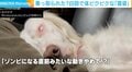 「ゾンビになる直前みたいな…」眼球ぐるぐる＆体ぴくぴく 犬の寝姿がまるでホラー映画