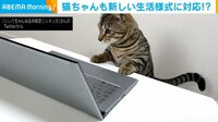 猫も新しい生活様式に対応？