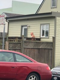 野沢直子『このお宅にも』