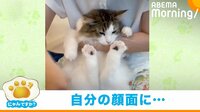 【映像】「キック！キック！」後ろ足で自分の顔を蹴りまくる猫