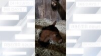 【映像】わらの布団から出る気がない子馬
