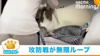 筋トレをしたい飼い主 vs 何度どかしても戻ってくる猫