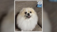 近づくと耳を収納「天才」ポメ犬の“なでられ待ち”